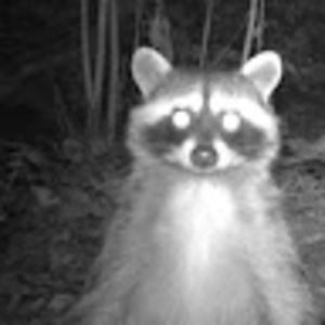 Meet your Posher, Viviana